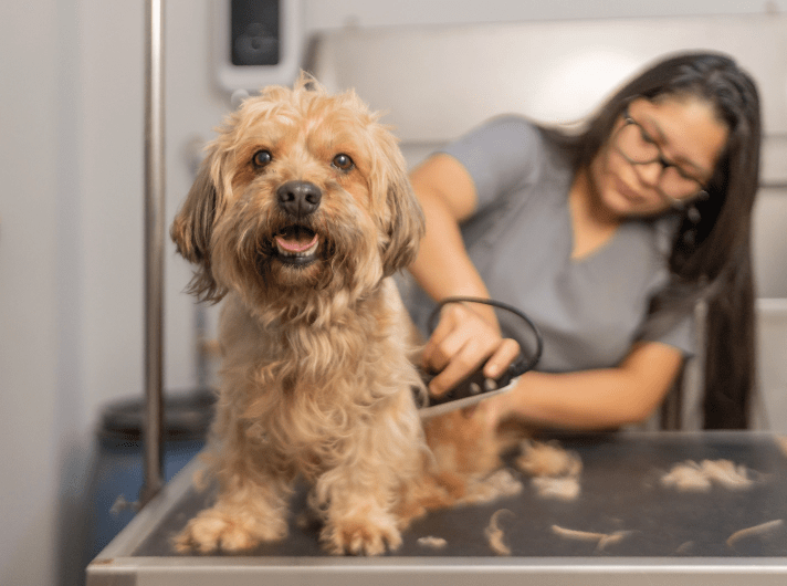 Accounting for Pet Care Franchises That Helps Every Location Stay Profitable